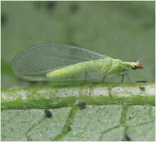 Chrysoperla adult
